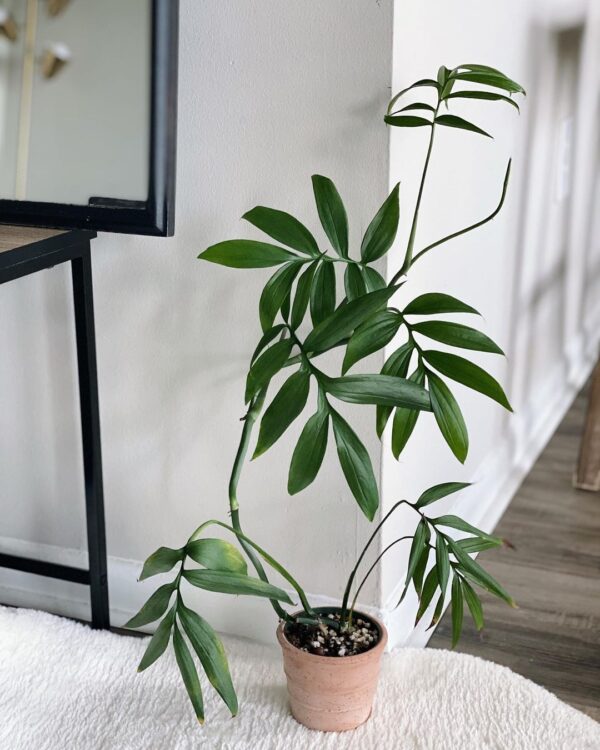 Monstera subpinnata