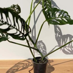 Monstera Xanthospatha (Holly Molly)