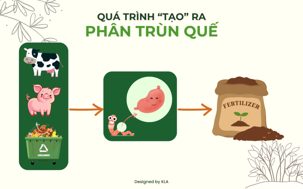 Phân trùn quế dạng bột & dạng viên