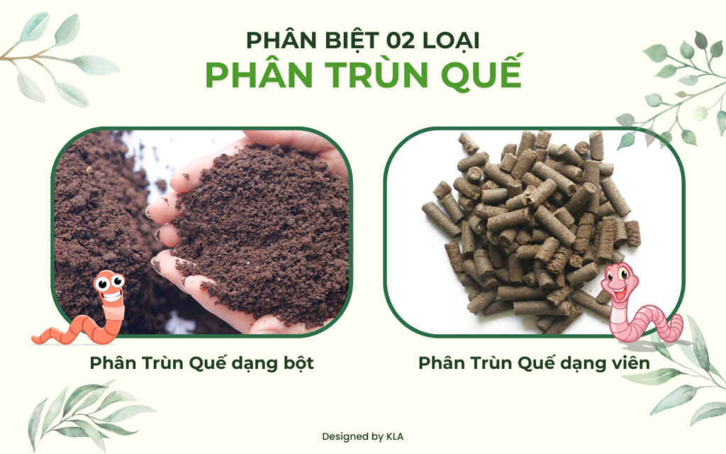 Phân trùn quế dạng bột & dạng viên