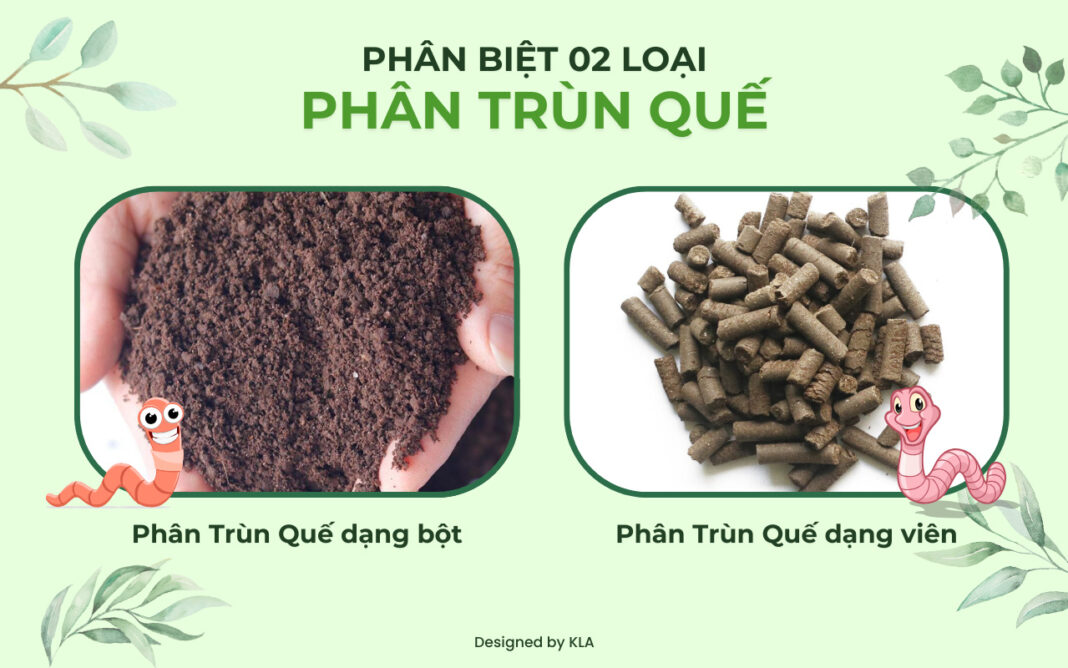 Phân trùn quế dạng bột & dạng viên