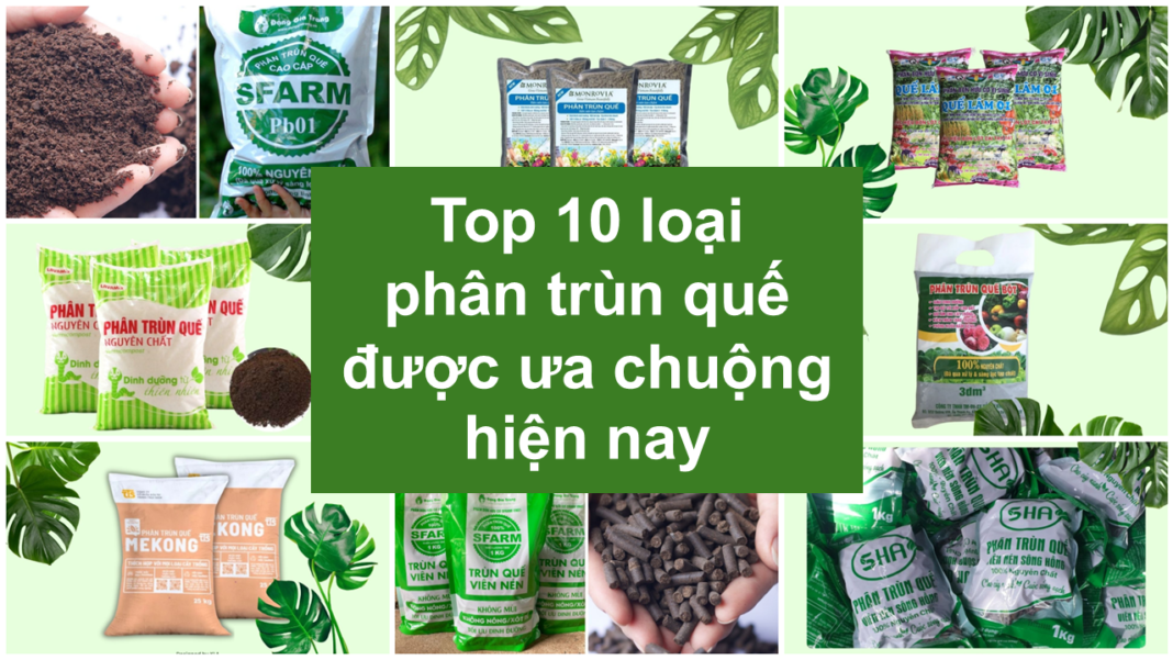 Top loại phân trùn quế được ưa chuộng nhất hiện nay