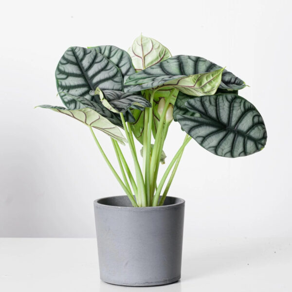 Alocasia Silver Dragon