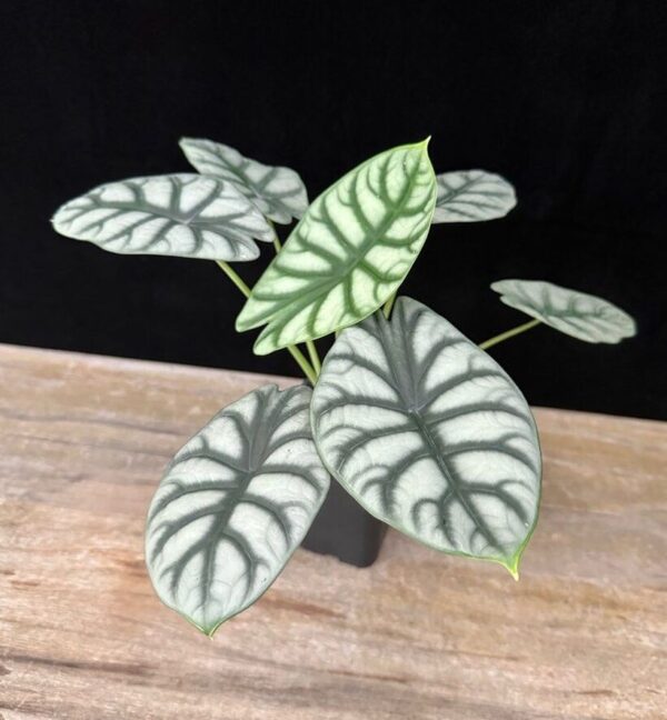 Alocasia Silver Dragon