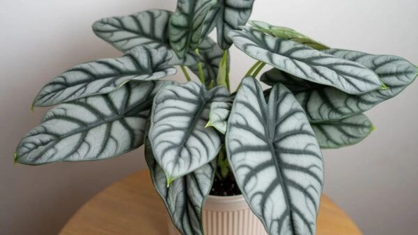 Alocasia Silver Dragon