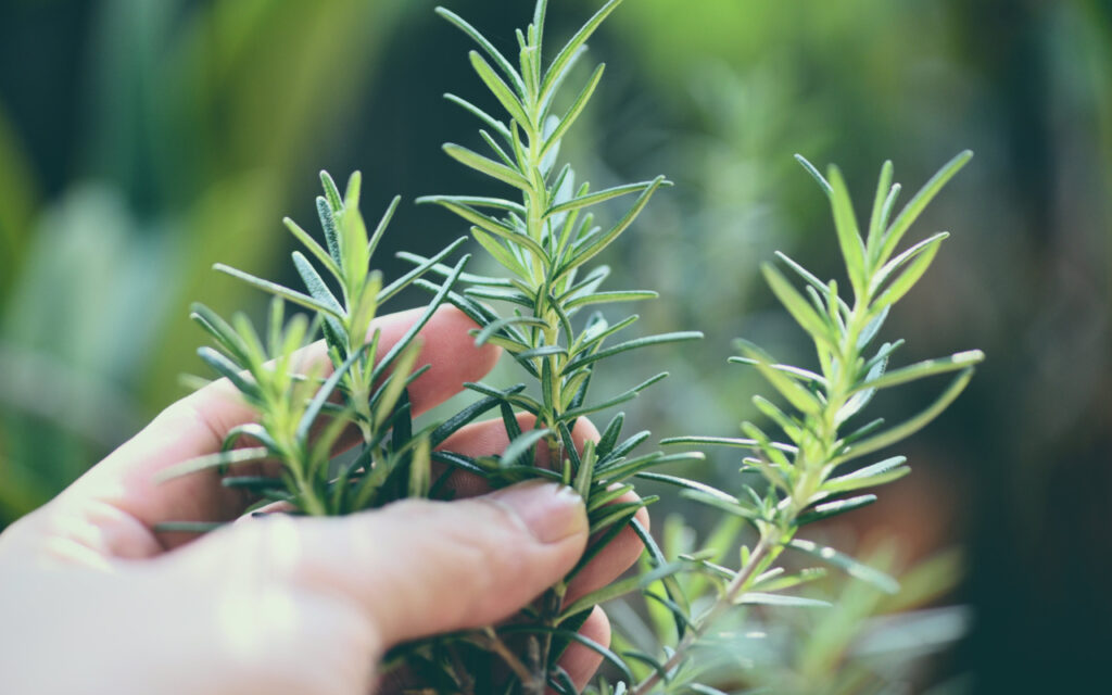 植物の香りの効果