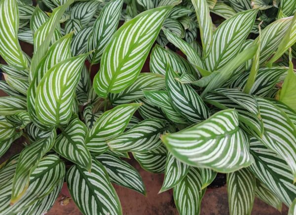 Đuôi Công Elliptica Vittata (Calathea Elliptica Vittata)