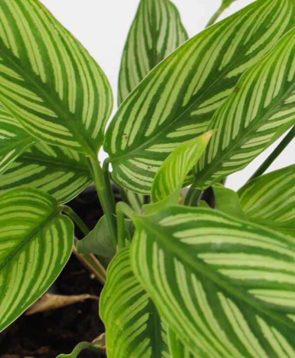 Đuôi Công Elliptica Vittata (Calathea Elliptica Vittata)