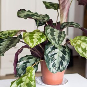 Đuôi Công Helen Kennedy (Calathea Helen Kennedy)