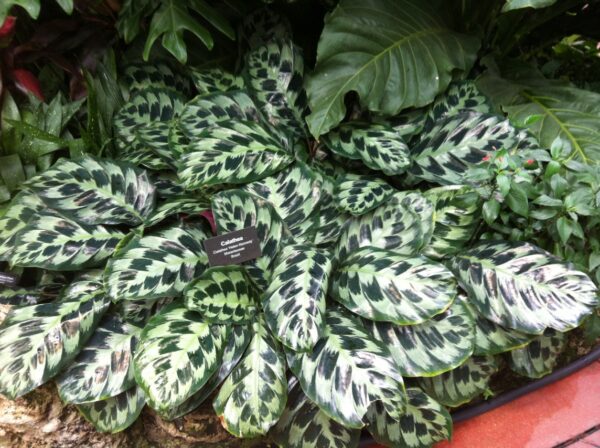 Đuôi Công Helen Kennedy (Calathea Helen Kennedy)