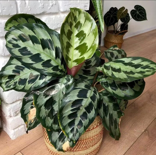 Đuôi Công Helen Kennedy (Calathea Helen Kennedy)