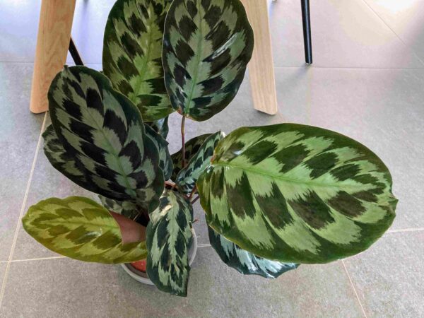 Đuôi Công Helen Kennedy (Calathea Helen Kennedy)