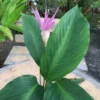 Đuôi Công Loeseneri (Calathea Loeseneri)