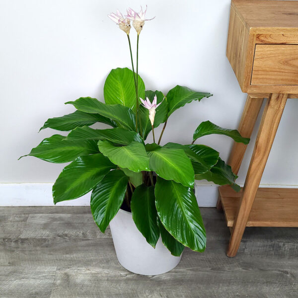 Đuôi Công Loeseneri (Calathea Loeseneri)