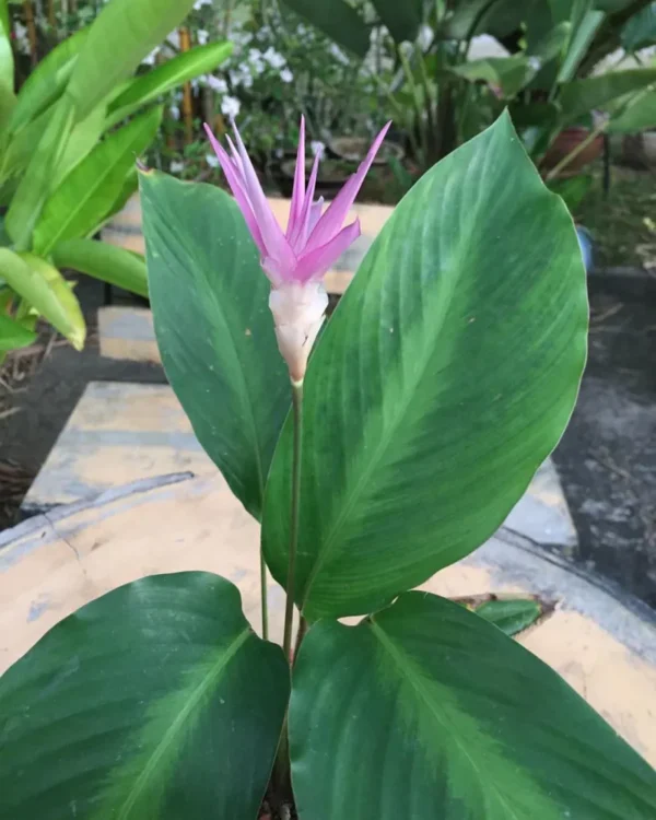 Đuôi Công Loeseneri (Calathea Loeseneri)