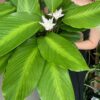 Đuôi Công Loeseneri (Calathea Loeseneri)