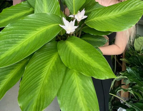 Đuôi Công Loeseneri (Calathea Loeseneri)