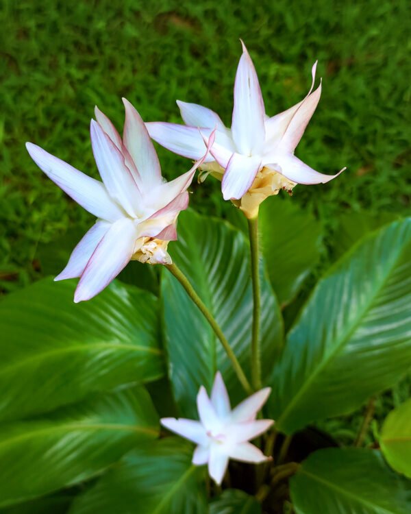 Đuôi Công Loeseneri (Calathea Loeseneri)