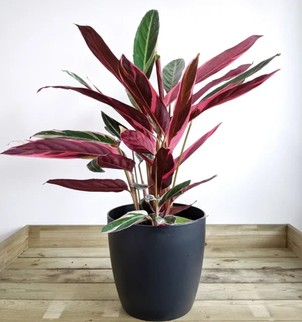 Stromanthe Sanguinea Triostar Peacock Tail