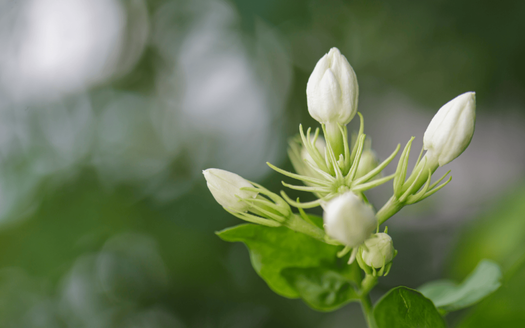 Fragrant plants grown indoors: benefits, how to grow