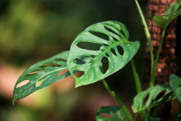 Monstera Acuminata