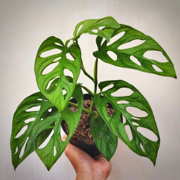 Monstera Acuminata