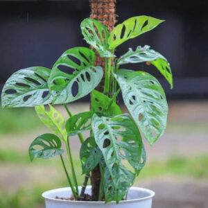 Monstera Acuminata