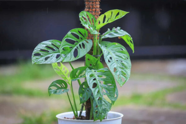 Monstera Acuminata