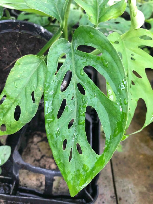 Monstera Acuminata