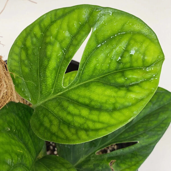 Monstera Peru (Monstera Karstenianum)