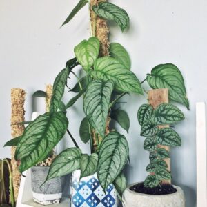 monstera siltepecana