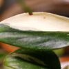 Monstera Standleyana
