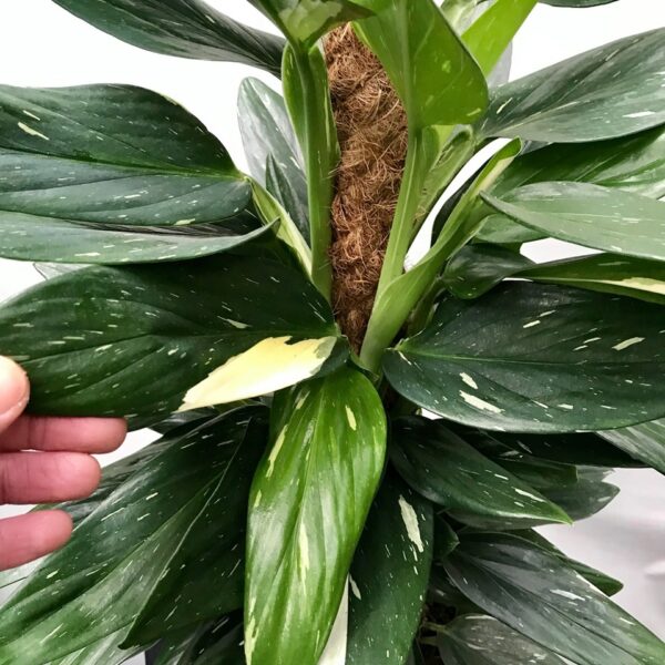 Monstera Standleyana