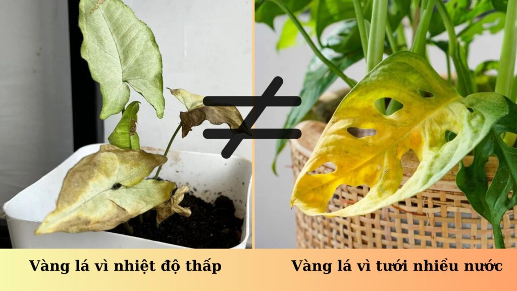 Nhiệt độ cho cây trong nhà: giải thích hướng dẫn chi tiết