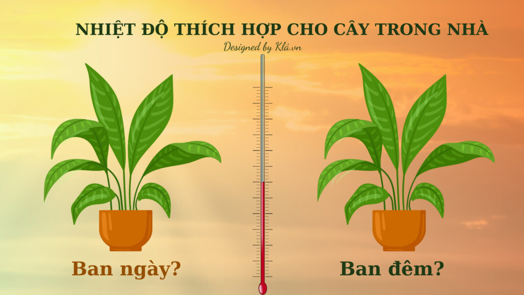 Nhiệt độ cho cây trong nhà: giải thích hướng dẫn chi tiết