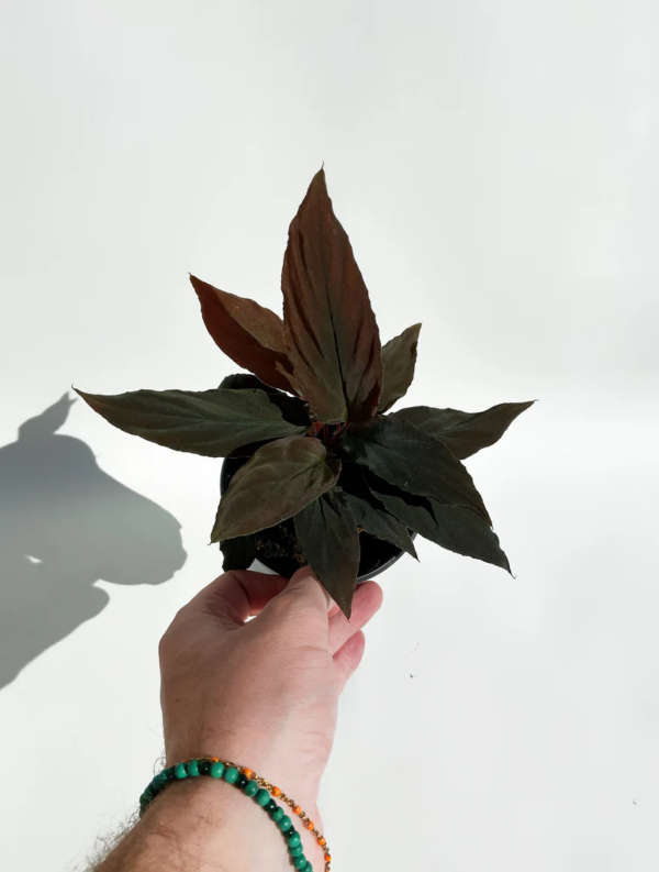 Thiên Niên Kiện Humilis Đen (Homalomena Humilis Black Form)
