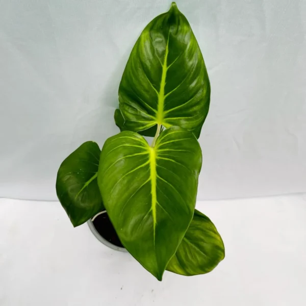 Thiên Niên Kiện Lindenii (Homalomena Lindenii)