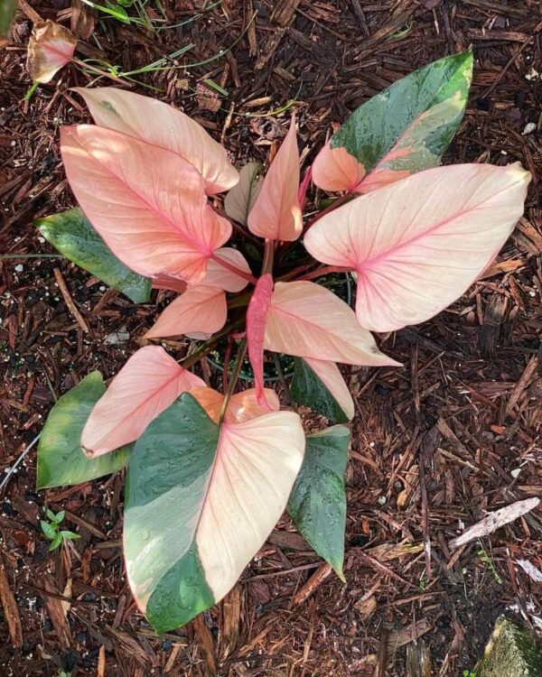 Homalomena Pink Diamond - Thiên Niên Kiện Pink Diamond