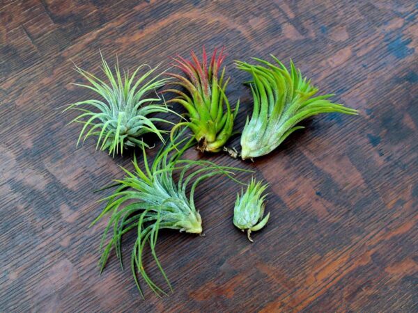 Tillandsia Ionantha (Cây Không Khí Ionantha)