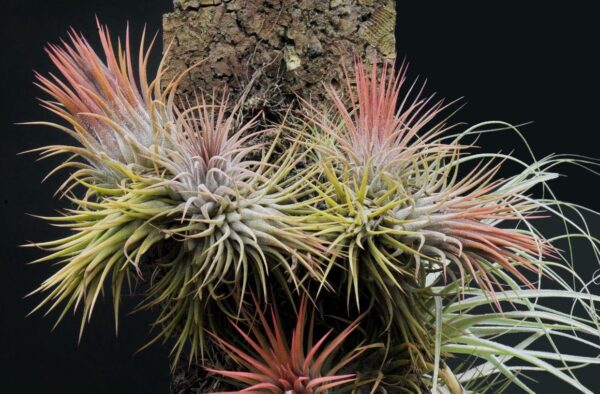 Tillandsia Ionantha (Cây Không Khí Ionantha)