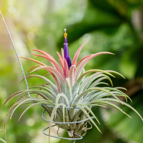 Tillandsia Ionantha (Cây Không Khí Ionantha)