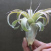 Tillandsia Xerographica