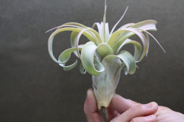 Tillandsia Xerographica