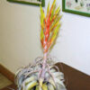 Tillandsia Xerographica (Cây Không Khí Nứ Hoàng Bạc)