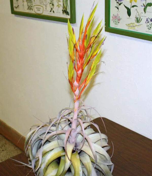 Tillandsia Xerographica (Cây Không Khí Nứ Hoàng Bạc)