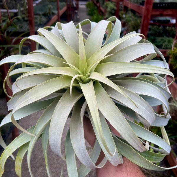 Tillandsia Xerographica (Cây Không Khí Nứ Hoàng Bạc)