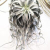 Tillandsia Xerographica (Cây Không Khí Nứ Hoàng Bạc)