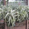 Tillandsia Xerographica (Cây Không Khí Nứ Hoàng Bạc)