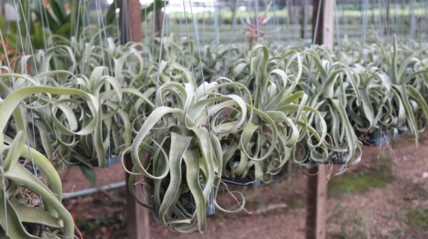 Tillandsia Xerographica (Cây Không Khí Nứ Hoàng Bạc)