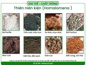 giá thể trồng Homalomena